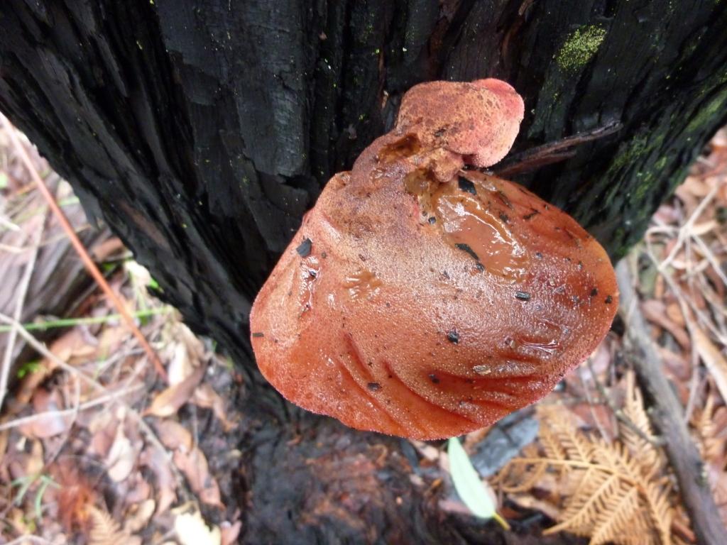 Fistulina hepatica